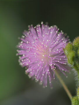 vertical macro close up shot of a vibrant pink Mimosa pudica (sensitive plant or touch-me-not) flower head showing delicate white-tipped anthers and green buds against a soft dark green background.