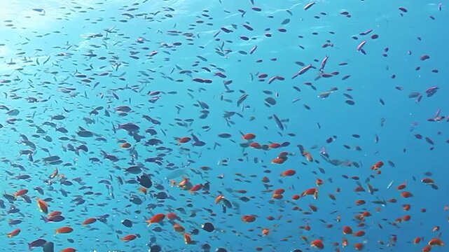 A large mixed school of tropical reef fish fills clear blue water above a Fiji coral reef, with orange, purple and dark fish forming a dense moving aggregation over branching corals.