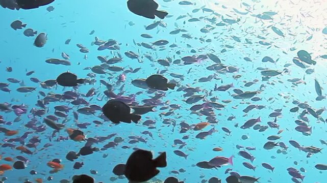 Mixed reef fish school through bright blue water above a Fiji reef, with dark surgeonfish and many smaller fish crossing the sunlit open-water scene in a dense moving formation.