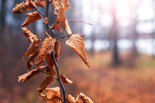 Branch with dry brown beech leaves closeup in autumn forest with blurred background