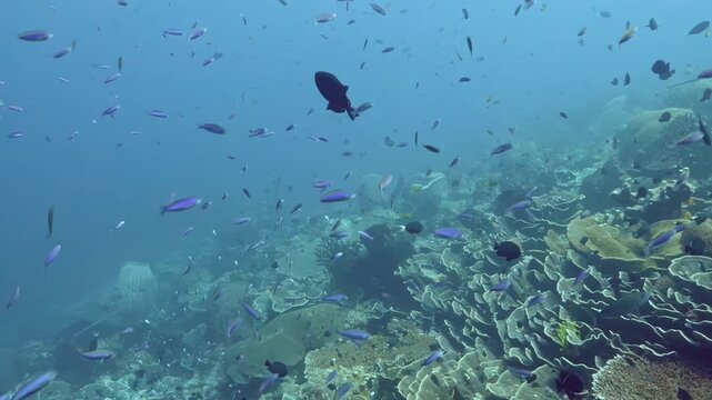Large silver trevally pass close above a richly layered Banda Sea reef in Indonesia, with plate-like corals, mixed reef fish and textured coral formations filling the underwater scene.