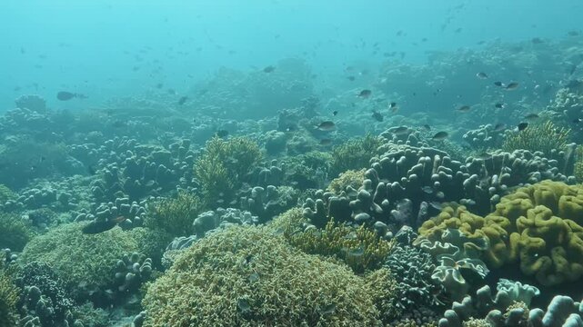 Layered coral colonies cover a dense Banda Sea reef in Indonesia, with branching and massive forms creating rich texture, pattern and natural underwater background detail.