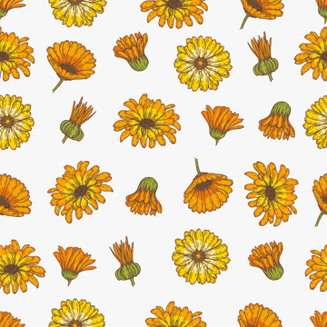 Seamless pattern of Calendula