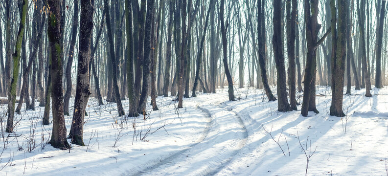 Snow covered path among bare trees in winter forest with sunny shadows