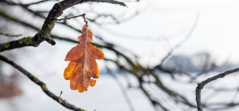 Single dry oak leaf on bare branch closeup in autumn