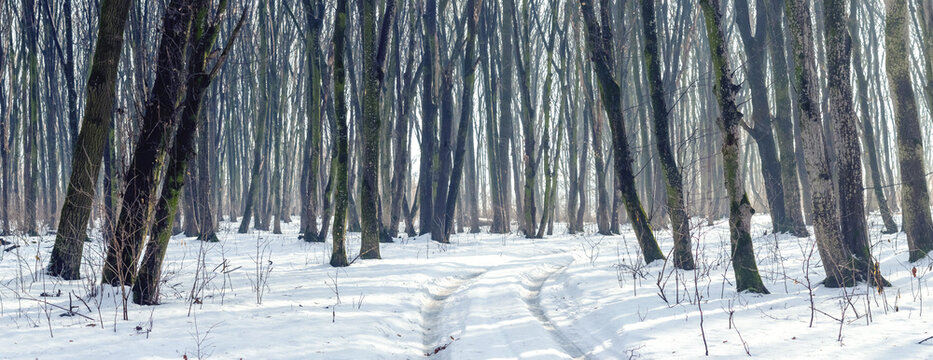 Panoramic view of winter forest with snow covered path among numerous tree trunks