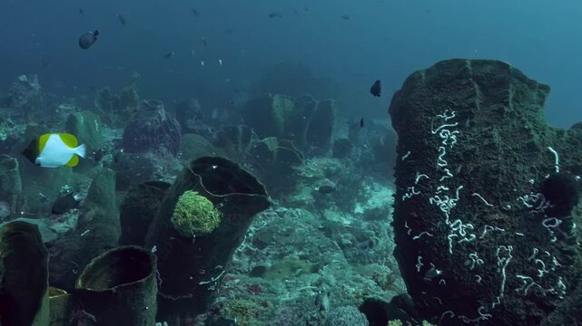 Mixed reef fish swim around large barrel sponges on a Banda Sea reef in Indonesia, with dark surgeonfish, a dense school of tiny fish and textured sponge habitat below.