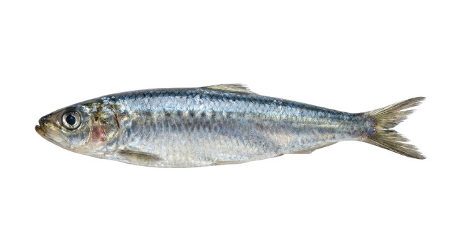 Fresh whole sardine fish isolated on a transparent background, high quality studio shot for culinary and seafood design projects