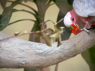 Galah - Eolophus rose-breasted or pink and grey cockatoo, eating a pepper © James Gu