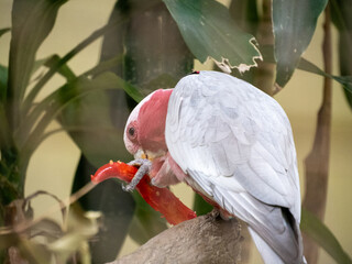 Galah - Eolophus rose-breasted or pink and grey cockatoo, eating a pepper © James Gu