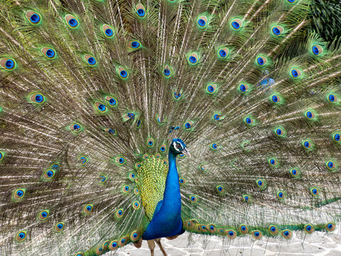 Peacock tail fan, front-facing display