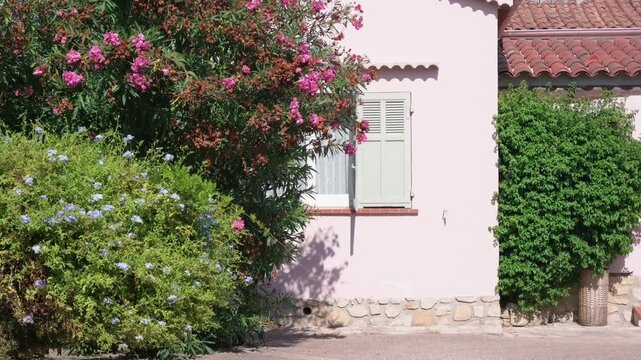 Close-up of a pink house wall with green shutters beside blooming oleander and plumbago, Cote d'Azur, France