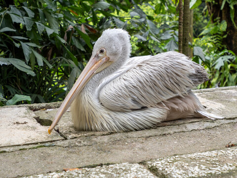 Great white pelican resting, Kuala Lumpur Bird Park