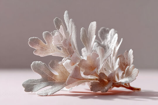 Pale dried blossoms create an airy still life with warm neutral tones. Suitable for beauty ads, invitations, websites, and social media campaigns.