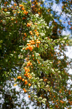 Branches full of leafes and ripe orange mirabelle plums, ready to harvest.