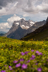 Obraz premium Alpine wildflower meadow with purple and yellow blooms below snow covered mountain peaks
