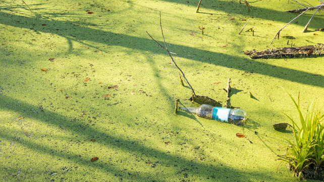 Plastic Bottle Floating in Green Duckweed Covered Swamp Water. Environmental Pollution Concept