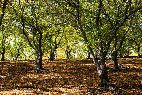 Sunlit chestnut woodland in autumn in the Genal Valley, Andalusia, Spain