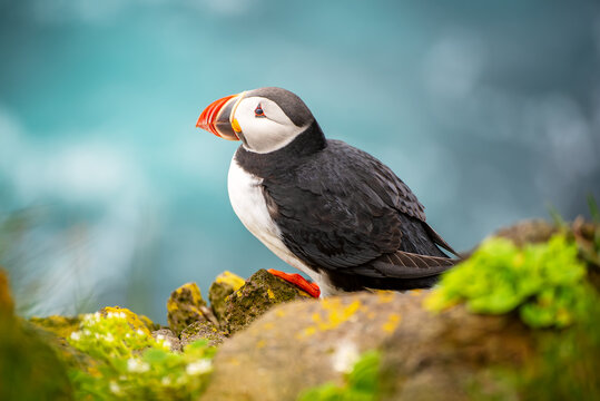 Single Atlantic puffin in Iceland
