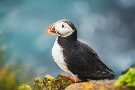 Single Atlantic puffin in Iceland