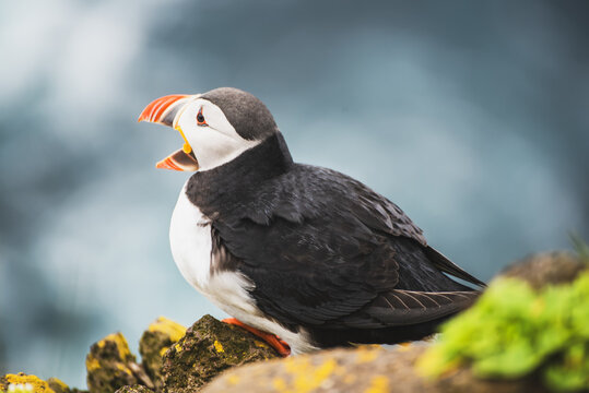 Single Atlantic puffin in Iceland