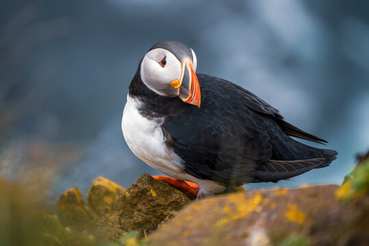 Single Atlantic puffin in Iceland