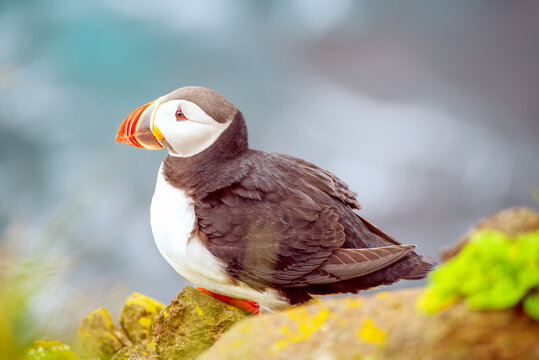 Single Atlantic puffin in Iceland