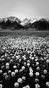 Clover meadow with dew in front of mountain range