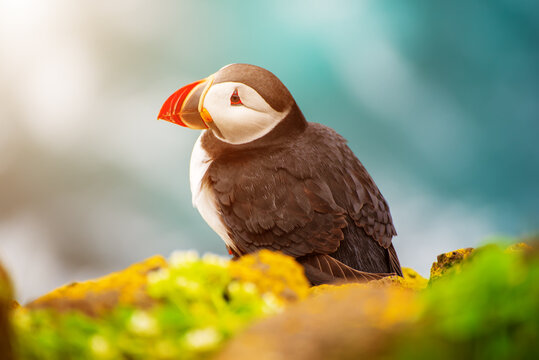 Single Atlantic puffin in Iceland