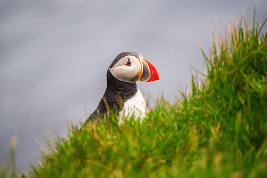 Single Atlantic puffin in Iceland