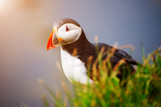 Single Atlantic puffin in Iceland