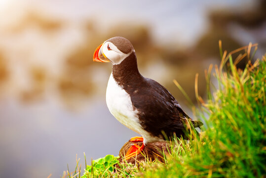 Single Atlantic puffin in Iceland
