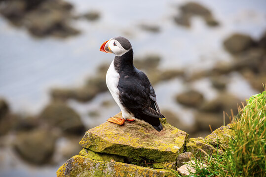 Single Atlantic puffin in Iceland