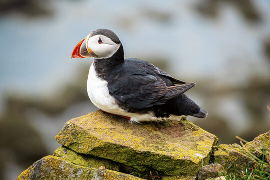 Single Atlantic puffin in Iceland