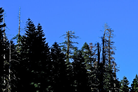 Dead tree tops from climate change and truncated tops by lightning strikes, central Sierra Nevada Mountains, California 
