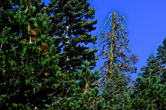 Lightning struck tree, Central Sierra Nevada Mountains, California 