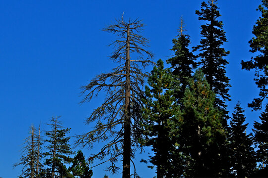 Two lightning struck trees and others suffering from crown dieback, central Sierra Nevada Mountains , California 