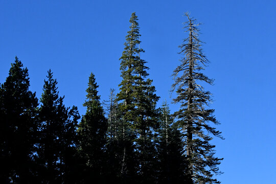 Mature trees are dying because of reduced rainfall and hotter temperatures, Central Sierra Nevada Mountains, California 