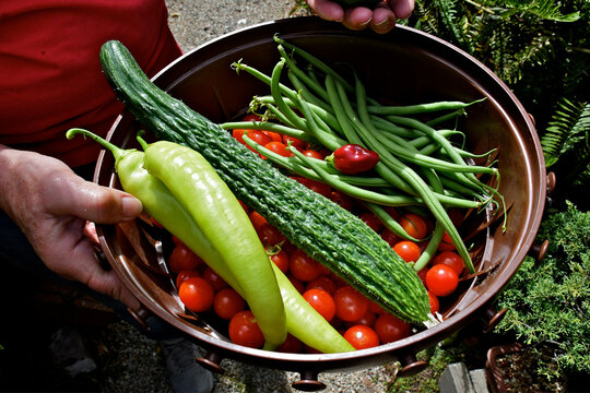 A basket of Freshly picked vegetables; string beans, tomatoes, hot peppers and cucumber