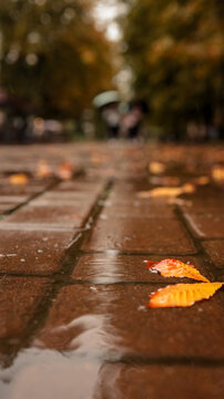 Autumn leaves on wet pavement with blurred figures holding umbrellas in the background