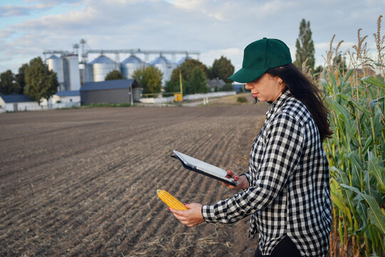 Agricultural professional using tablet in cornfield with modern grain storage facility, smart farming and crop management concept.