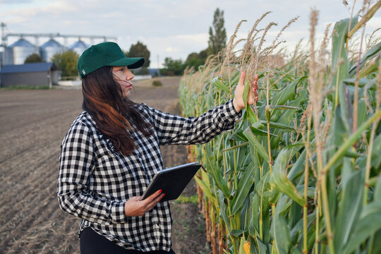Agricultural professional using tablet in cornfield with modern grain storage facility, smart farming and crop management concept.