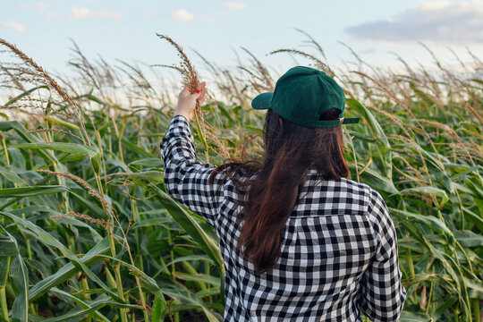 Rear view of an agronomist woman checking corn tassels in a field, smart farming and crop management concept.