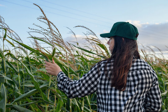 Rear view of an agronomist woman checking corn tassels in a field. Smart farming and crop management concept.