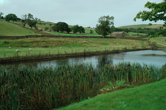 Lothersdale Beck mill pond with bullrushes and grazing sheep in green fields, Lothersdale, North Yorkshire, England, UK