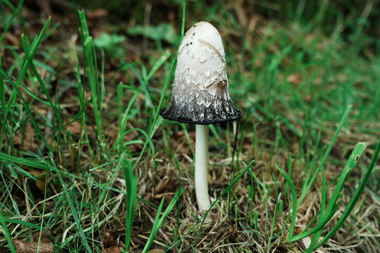 Shaggy ink cap mushroom (Coprinus comatus) growing in grass, Whitehills Lane, Lothersdale, North Yorkshire, England