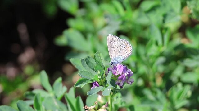 Papillon azur&eacute; commun butinant des fleurs de luzerne violette