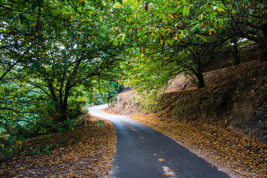 Winding mountain road through an autumn chestnut forest in the Genal Valley, Spain