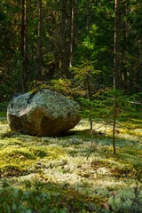 Large lichen-covered boulder in a mossy forest glade. Typical Scandinavian forest landscape © Alex Barera