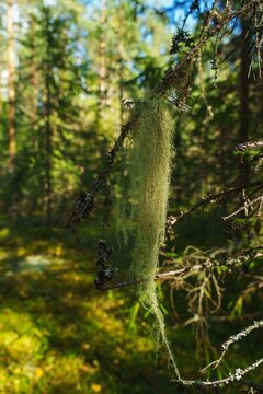 Usnea lichen hanging from spruce branch in forest